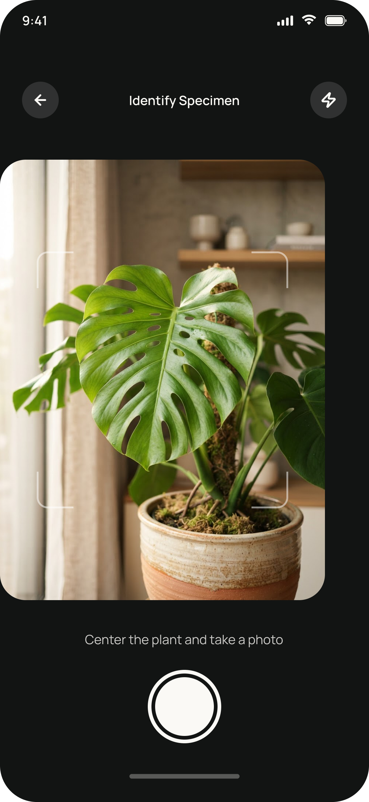 The Identify camera screen, framing a plant to photograph it